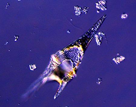 Släggö (Skagerrak coast) 26 th of August Some small phytoplankton species were common, like the dinoflagellate Prorocentrum micans and cryptomonads.
