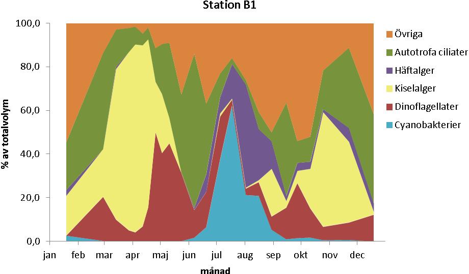 Fig. 5.6.b. Olika växtplanktongruppers andel av den totala biovolymen vid station B1, 2011.