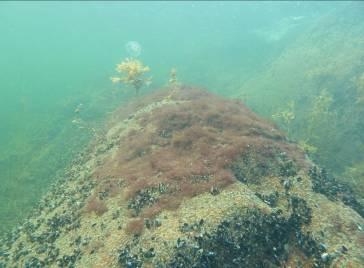 Sammanfattning I Östergötlands skärgård sker sedan år 2007 en årlig miljöövervakning av vegetationsklädda hårdbottnar. Undersökningar av bottenväxtligheten kan beskriva hur ett havsområde mår.