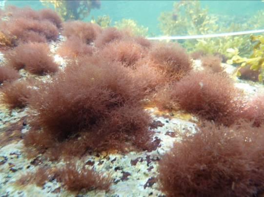 Referensarten kräkel (Furcellaria lumbricalis) noterades emellertid djupare i år jämfört år 2008 på två av de tre transekterna.