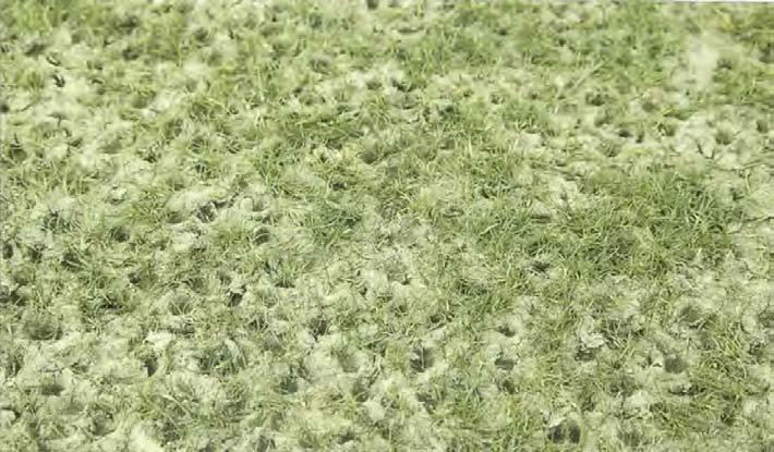 GRONA FAKTA 4/2002 Här syns effekterna av simulerat slitage som skall motsvara hårt slitage på en fotbollsplan. Testen har utförts på STRI i England.