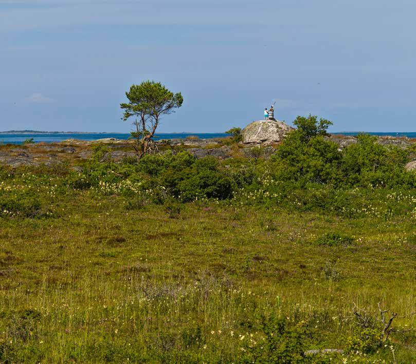 Även på den kargaste lilla ö finns ofta en vacker blomsteräng, som här på Vänskär i ögruppen