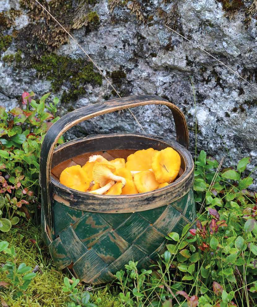 sala-norrby-möklinta pastorat Församlingsblad Nr 3 2018 Foto: Kantarellkorg www.
