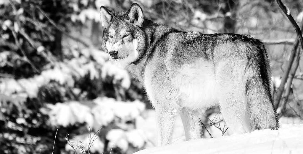 BIOLOGISKT REGEL NR. DIN HUNDS ANATOMI ÄR OFÖRÄNDRAD. NATUREN SAMMANSATTE NÄRINGS- ÄMNENA SOM FINNS I DJUR FÖR ATT HELT TILLGODOSE MATBEHOVET HOS SÅVÄL VARGAR SOM HUNDAR.