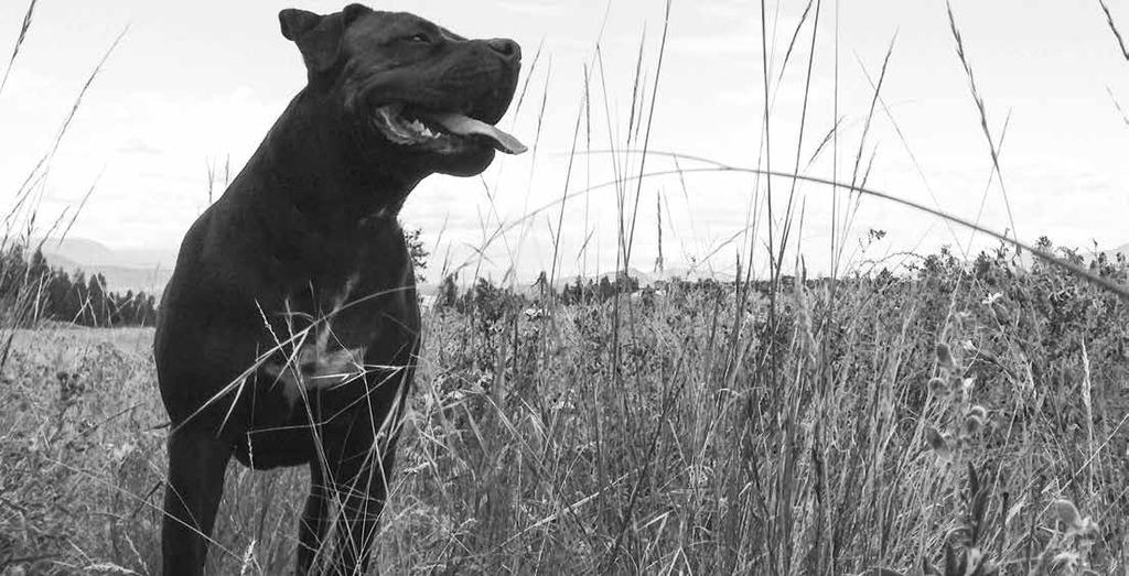 DIN HUNDS NATURLIGA KOST INNEHÅLLER FÅ KOLHYDRATER. DOGS AND PHILOSOPHERS DO THE GREATEST GOOD AND GET THE FEWEST REWARDS. DIOGENES TAKODA FRÅN BRITISH COLUMBIA REGEL NR.