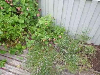 Fasad: Stående träpanel. Terrängförhållanden: Övrigt: Trädgårdstomt med gräsytor. Garage/Carport: Vidbyggt garage med betongplatta på mark. Besiktningsutlåtande 1.