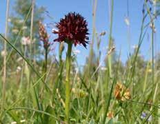 VISSTE DU ATT I området finns naturtyper som av EU:s Natura 2000-nätverk klassats som viktiga att bevara och sköta om.