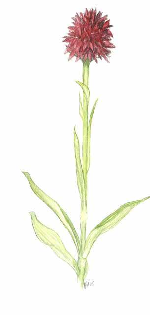 Brunkullan Brunkullan är en liten mörkt rödviolett orkidé som doftar svagt av vanilj.