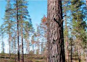 Sedan 2010 har SCA och deras naturvårdsspecialist Tomas Rydkvist bränt skogsmark varje år på Hornsjömon i närheten av Villola, se kartor som Tomas tagit fram med uppgift om areal och bränningsår.