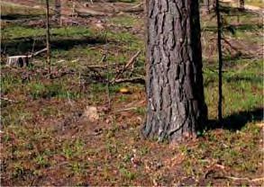 Rydkvist är naturvårdsspecialist hos skogsbolaget SCA och har bränt många skogsområden.på tisdagkväll under mykologiveckan håller Tomas föredrag om Skogsbranden aktuellt ämne i Sverige sommaren 2014.
