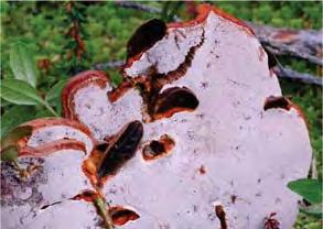 Spänstiga mykologer får givetvis vandra upp i reservatets höjdlägesskogar, där växer bland annat laven långskägg (Usnea longissima).