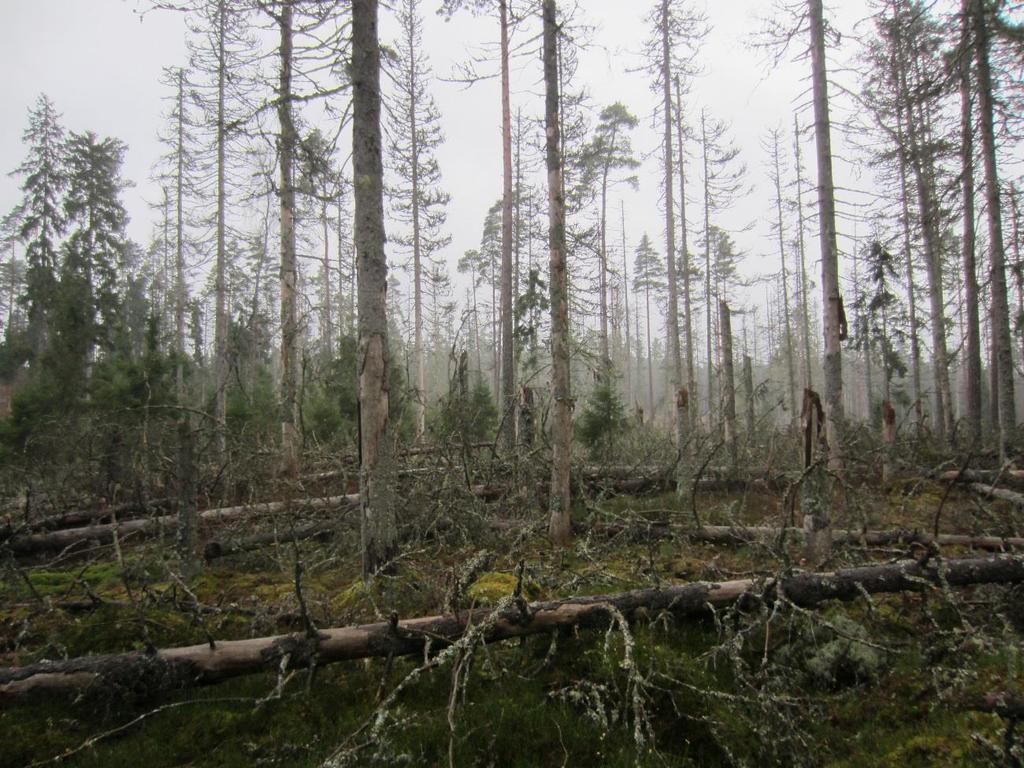 MARIEHOLMSSKOGEN, GNOSJÖ KOMMUN Naturreservatet Marieholmsskogen med en skogsmarksareal på drygt 260 ha är avsatt i syfte att bevara ett naturskogsartat barrskogsområde.