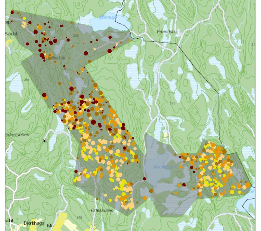 Figur 16. Utbredning av barkborreangrepp i Marieholmsskogen från år 2007 till år 2011. Notera spridningen norrut år 2011 efter att angripbar gran i södra delen förbrukats.