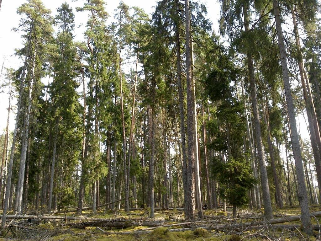 Figur 17. Bild från 2015 med exempel på en liten kvarvarande rest av gammal barrblandskog som återfinns i centralt i reservatets södra del.