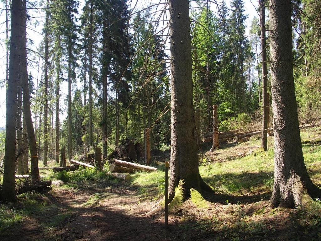INGARYD, JÖNKÖPINGS KOMMUN Figur 22. Sydöstra delen av Ingaryds naturreservat utgjordes av högrest första generationsgran på tidigare inägomark.