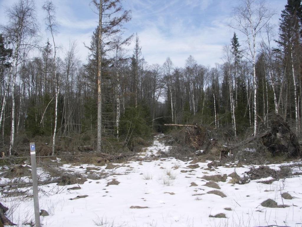 LABBRAMSÄNGEN, VÄRNAMO KOMMUN Figur 28. Lövsumpskogen i Labbramsängen gynnades av den nästan totala stormfällningen av gran.