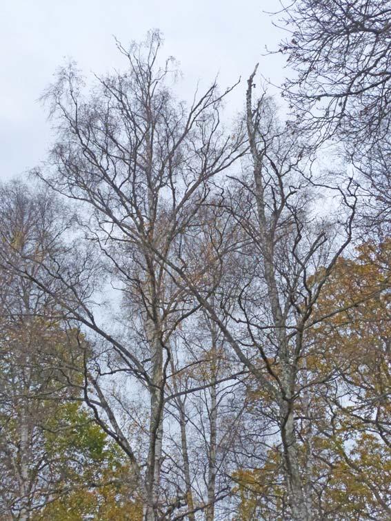 Här är troligen markkompression en av flera bidragande orsaker till trädens mycket svaga vitalitet och som här medför att träden utgör stora risker för förbi passerande.