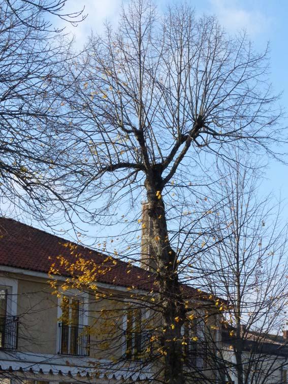 Allt för hårda behandlingen av träden. Träd som det här har haft alldeles för stora snittytor efter borttagning av övre delen av stammen.