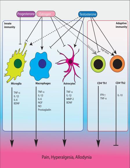 Könshormoner vid smärta Influens på perifera och centrala neurala strukturer (variation med menscykel) Testosteron Östrogen Anti-nociception Pro-nociception Effects of gonadal hormones on cells of