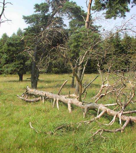 Betesmarken består av en brant sluttning i öster och söder där berget blottläggs med hällar och stup. Här finns en artrik torrängsvegetation.