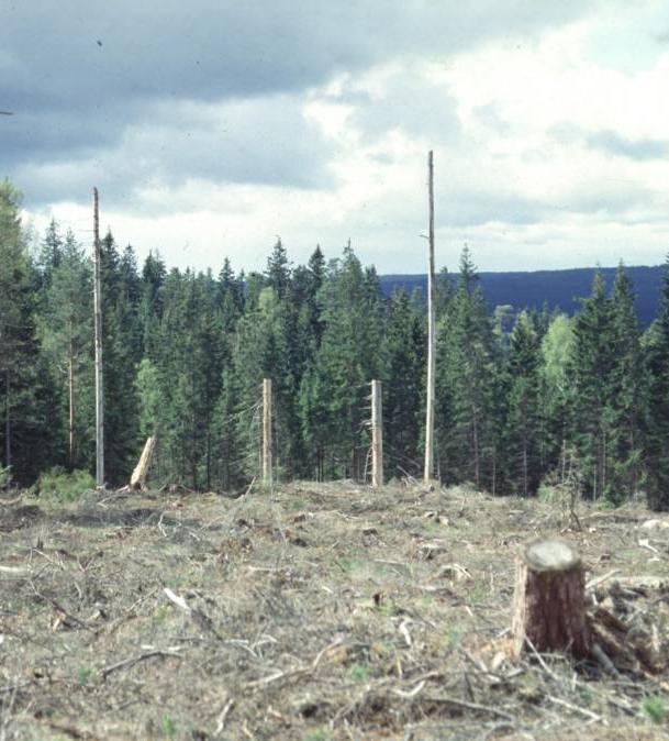 Ungskogen är