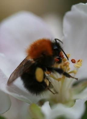 Urban artrikedom Pollinerande insekter i urbana miljöer Tillflyktsort i trädgårdar och grönområden 20-50% av biarter nationellt funna i stora städer (FRA, TYS, POL) Foto: Anna Persson Foto: Wikimedia