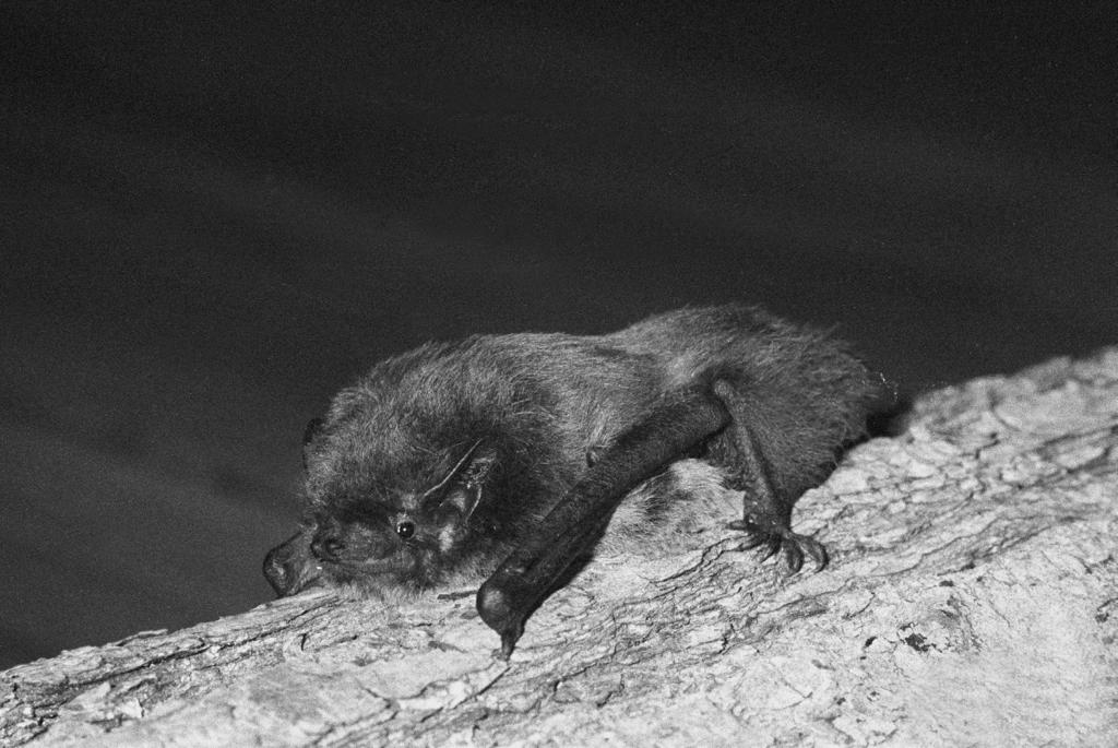 Fig. 1. Trollpipistrell Pipistrellus nathusii. [Nathusius Pipistrelle.