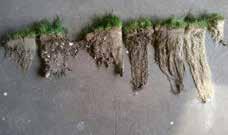 AL R OPTIM l o med biok En fortsatt utveckling av nya sorters slitstarka fotbollsgräs, tetraploida och utlöpande rajgrässorter, har gjort det möjligt att kunna spela på nytt slitstarkt naturgräs som