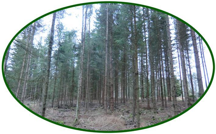 Mellby 53 ha skogsfastighet med strand i Solgen Obebyggd skogsfastighet med strand i Solgen.