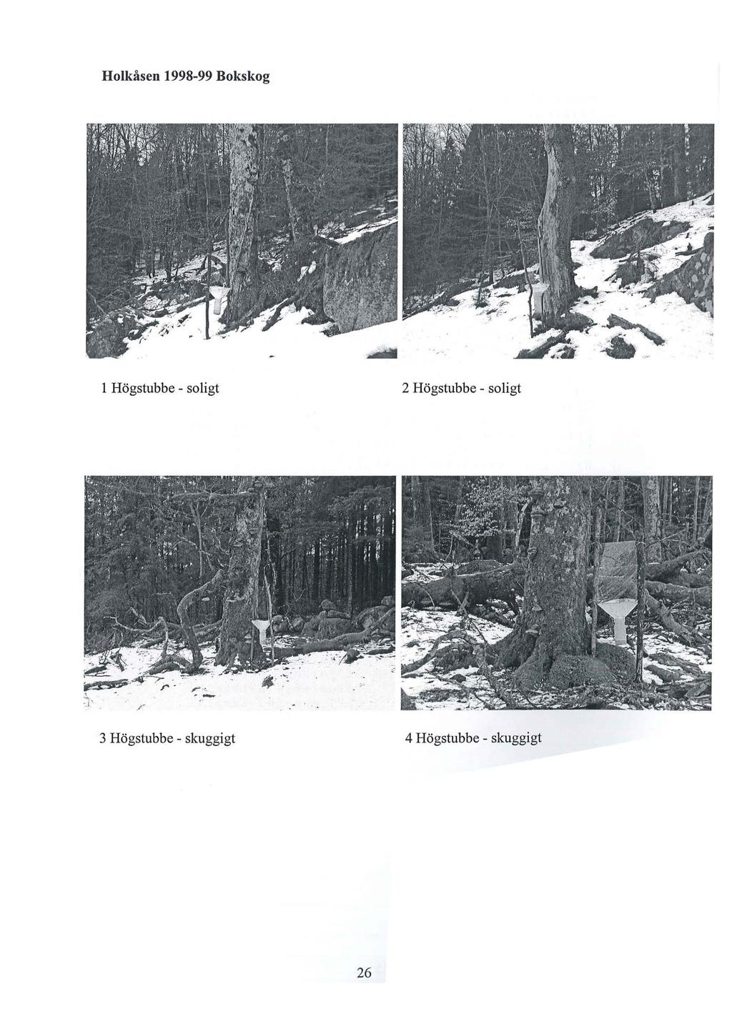 Holkåsen 1998-99 Bokskog l Högstubbe - soligt 2 Högstubbe