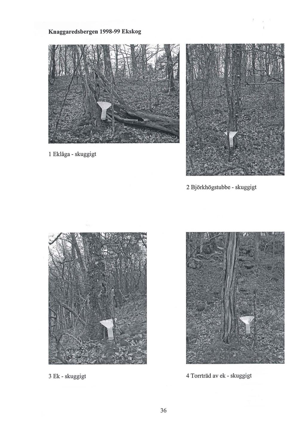 Knaggaredsbergen 1998-99 Ekskog l Eklåga - skuggigt 2