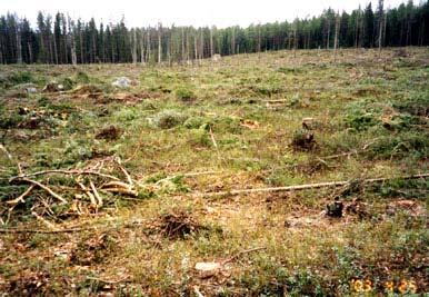 Anmält år 2000, avverkat april 2003. 2.3ha. 20 träd är lämnade, medelgrov tall eller klenare. Fanns några avvikande grova granar men de är avverkade. 60-70årigt. lågproduktivt sumpbestånd är lämnat.
