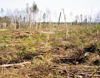 också avverkats. Några måttligt gamla, klenare tallar har lämnats samt en tall som är strax över 150 år gammal. FSC-standarden.