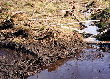 På hela hygget är endast några träd lämnade förutom en dunge med skog som inte höll lägsta tillåtna slutavverkningsålder. Körskador.