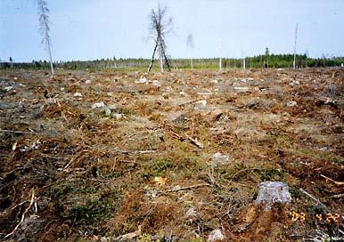 Hyggeshänsynen var, liksom träden på hyggen nr 2, nyavverkade när jag besökte området i april 2003.