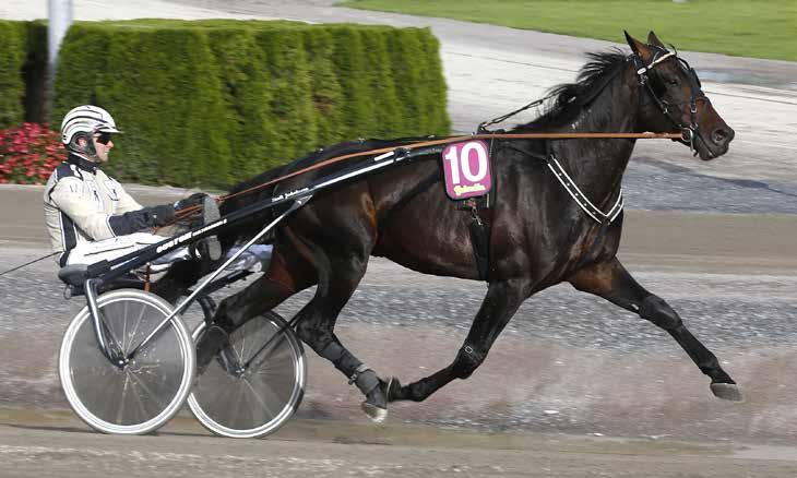 MÅNADENS HÄST Global Patriot Foto: Kurt Einevåg Foto: Hanold/Foto-Mike Hingst född 2010-05-07 e. Dream Vacation (US) u. I Dream the Dream (US) ue.