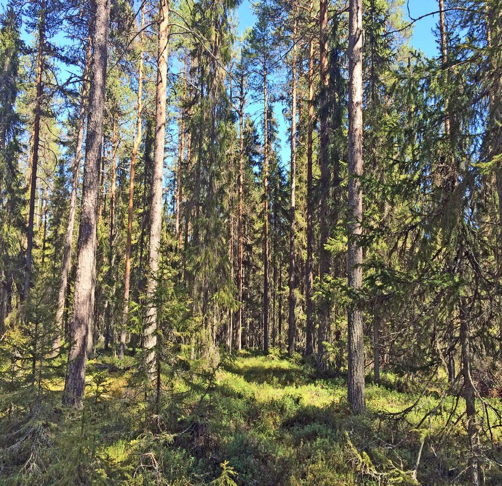 Skogsfastighet i Prästholm Fin skogsfastighet med fyra skiften i Råne älvdal. I huvudsak gallringsskogar men på fastigheten finns även slutavverkningsmöjligheter.
