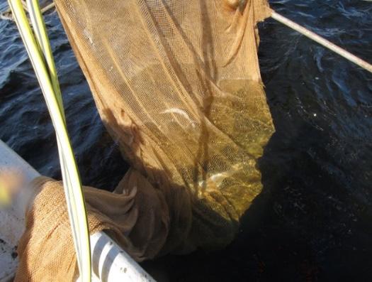 Vid öppningen monterade en vittjanpåse, på den ena fällan en 8 m lång vittjanpåse och på den andra en 6 m lång vittjanpåse.