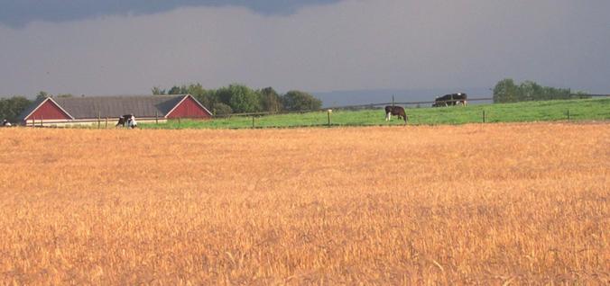 Mjölkgården Odlingen är helt inriktad på grovfoderproduktion. Huvudväxtföljden är treårig med grönfoder (korn+ärt) som sås in med tvåårig vall vilken skördas tre gånger per år.