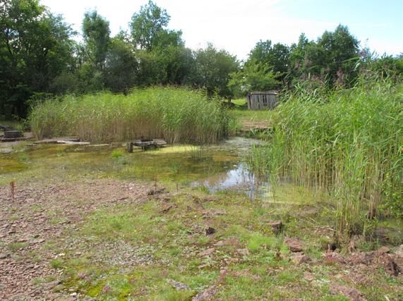 Antalet salamandrar med musslor har gått ner i damm 6 (Nyängsdammen). I år såg vi endast en angripen salamander. Det kan hänga ihop med att vegetationen har minskat åtminstone under våren p.g.a. vassrensning hösten innan.