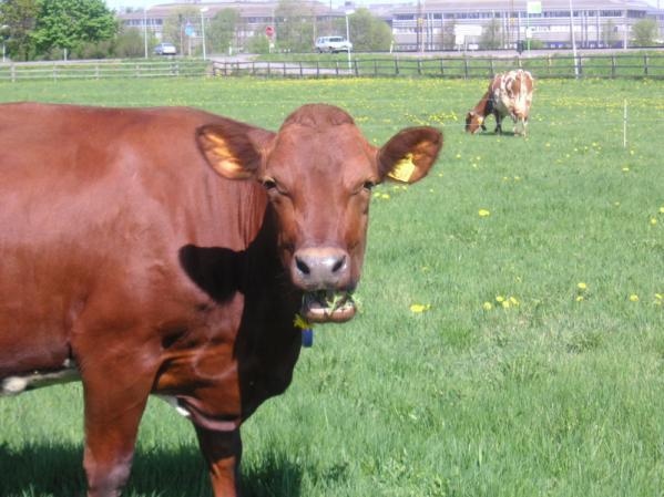 Deltidsbete effekt på mjölkkornas foderintag och avkastning Restricted grazing for