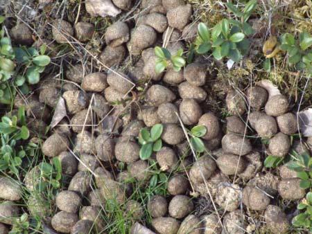 Skattning av älg via spillningsräkning på marker