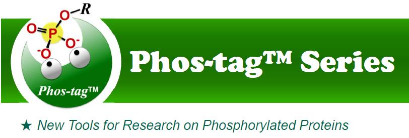 Phosphorylated proteins Separate Detect Analyse Purify Phospo-tag from Wako a functional molecule specifically binding the phosphorylated form of Ser/Thy/Tyr.