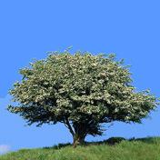 Kompletterande buskvegetation föreslås bestå av amelanchier, flikbladig blodfläder och vitbrokig kornell.