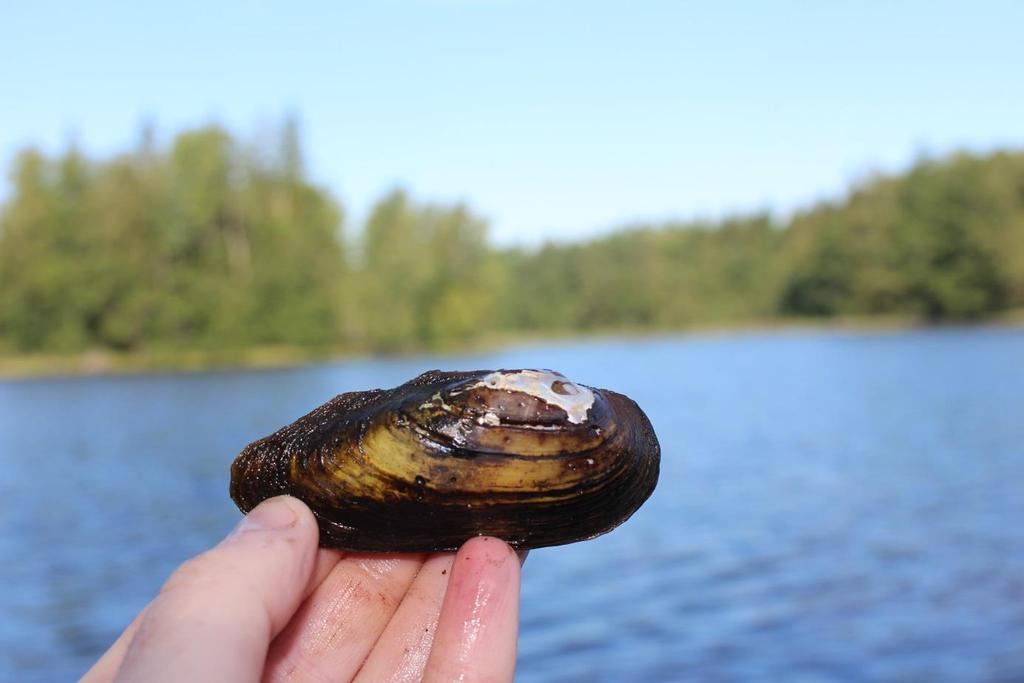 Stormusslor på fem lokaler i Alsteråns vattensystem Inventering av