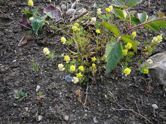 Klöver Trefingrade blad. Blommor i huvud.