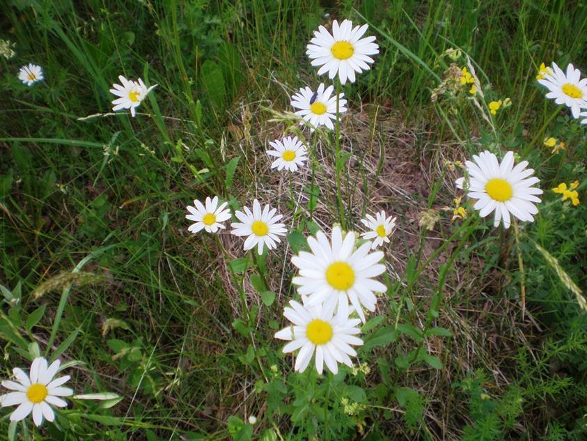 Prästkrage Leucanthemum vulgare Karaktäristiska blomkorgar med vita strålblommor och gula rörblommor.