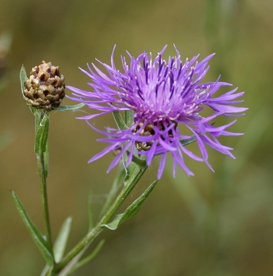 Rödklint Centaurea jacea Runda, 1-3 cm breda blomkorgar med långa rödlila strålblommor. Stjälk 3-10 dm hög, fågrenig och med blad.