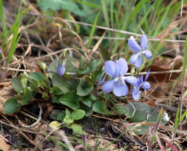 Mars-oktober (varierar mellan arter) Övrigt: Luktviol blommar tidigt på våren och är vanlig på gräsrenar.