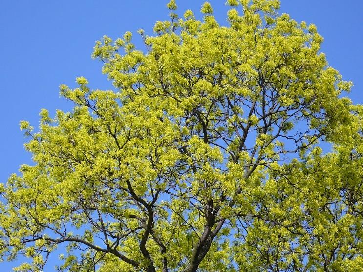 Lönn Acer platanoides